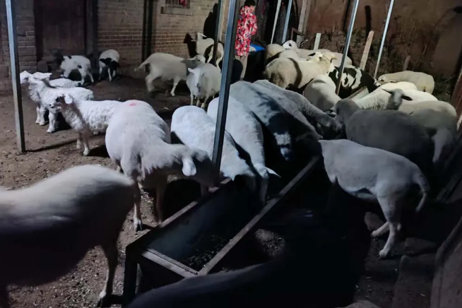 扎根乡土扶产业、养殖铺就致富路—洛阳市考古研究院帮扶王窑村脱贫户发展养殖业(图1) image.png